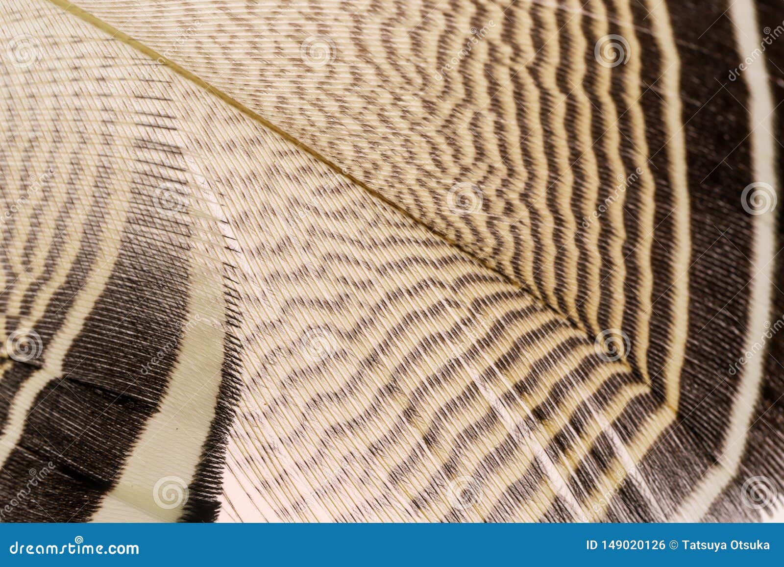 Feathers of the wood duck stock photo. Image of wild 149020126