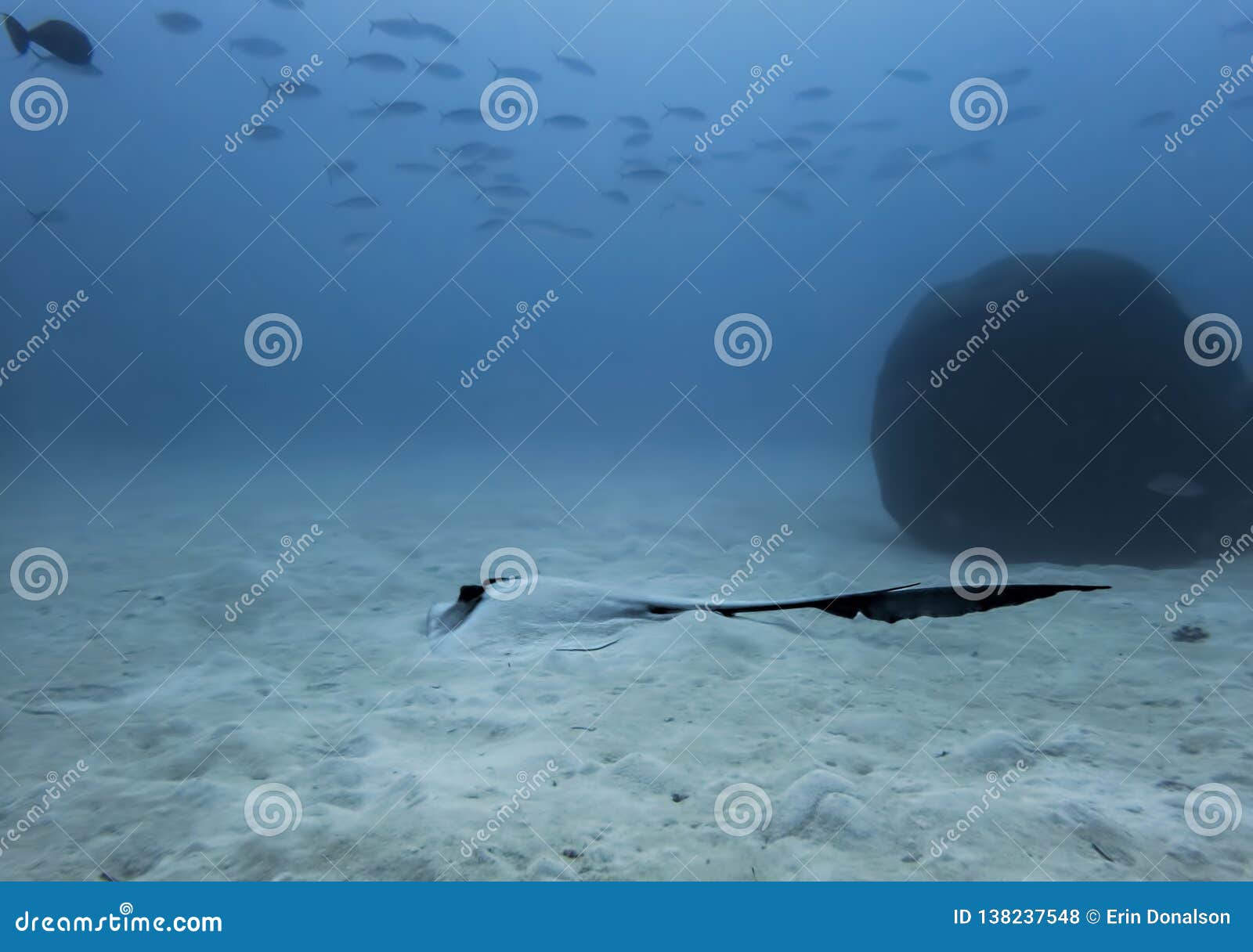 Feathertail Ray Resting on Sandy Ocean Floor in Blue Underwater Image ...