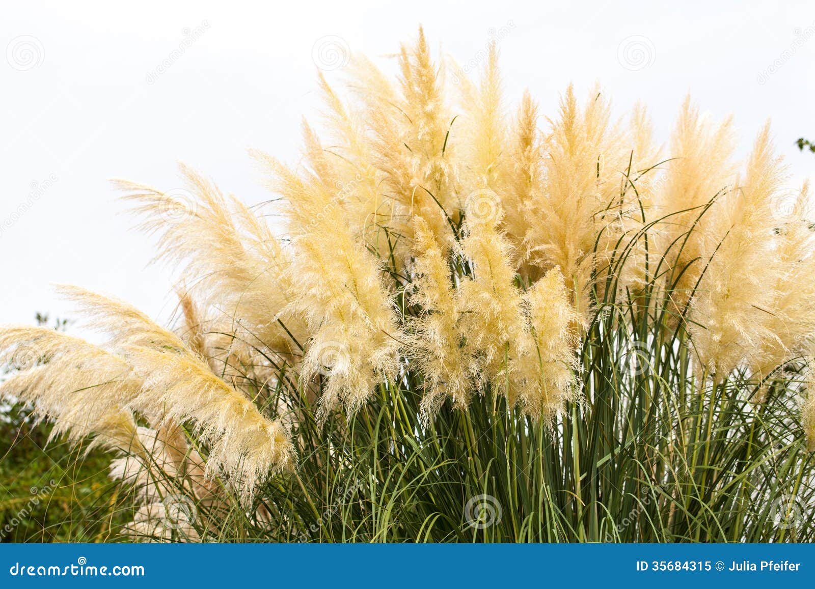 feathery grass background outdoor