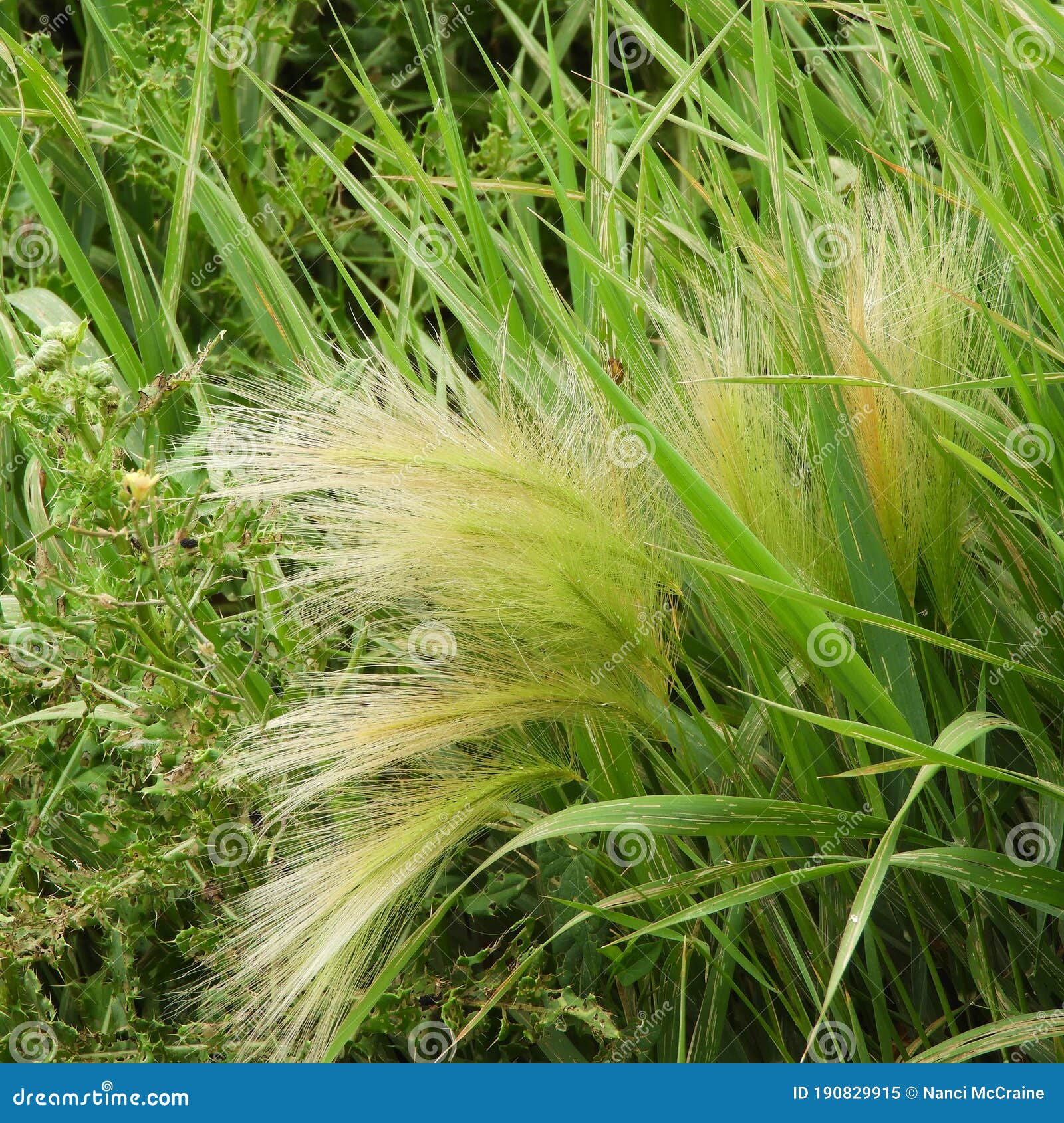 Feathery Marsh Grass Found At Montezuma National Wildlife Refuge Stock