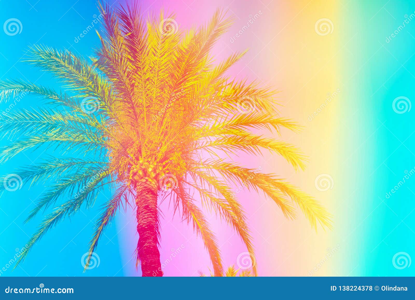 feathery palm tree on sky background toned in vibrant saturated rainbow neon pastel colors. surrealistic funky style. tropical