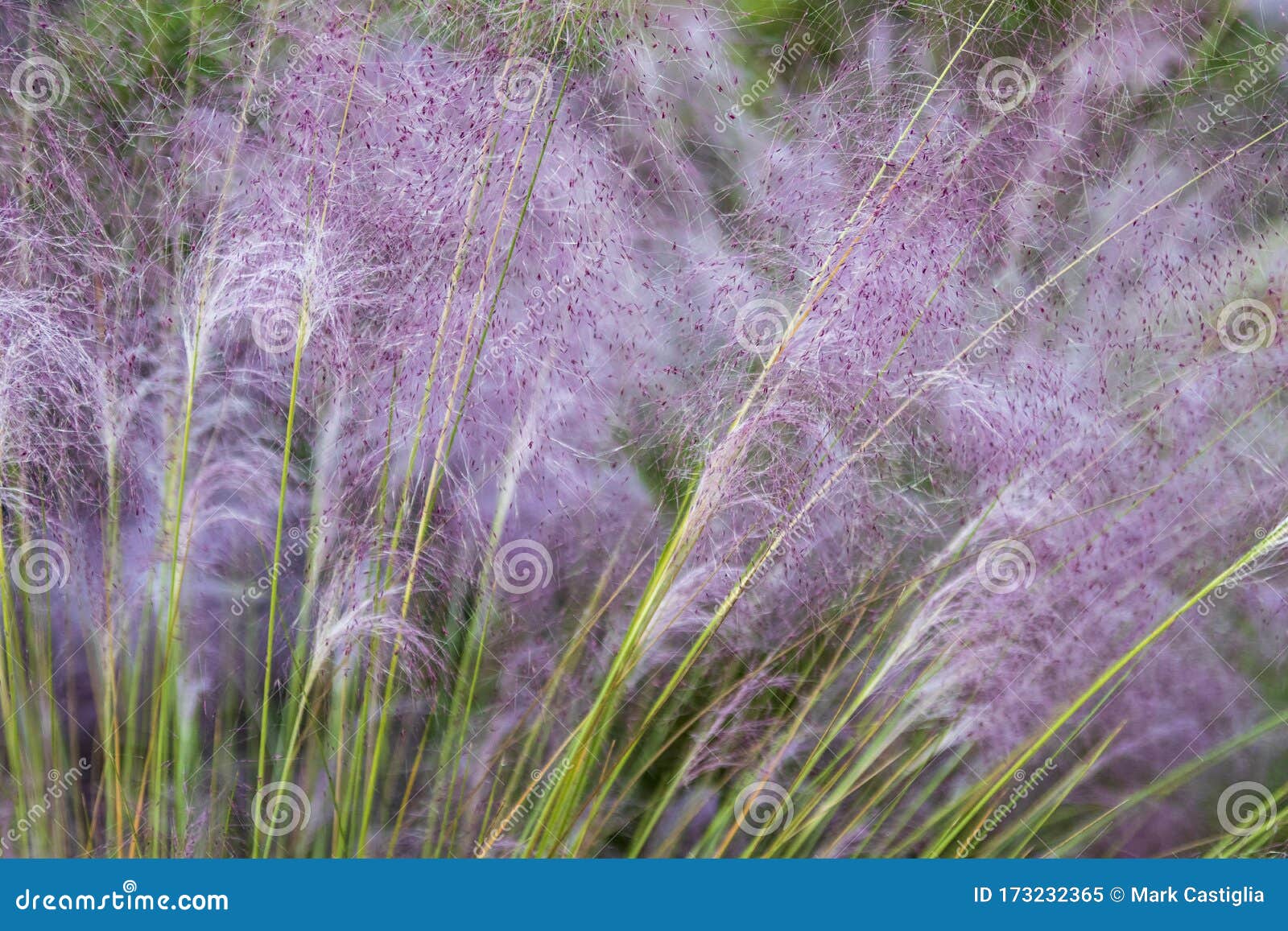 Feathery Pink Grass Closeup with Seeds Visible Stock Image Image of