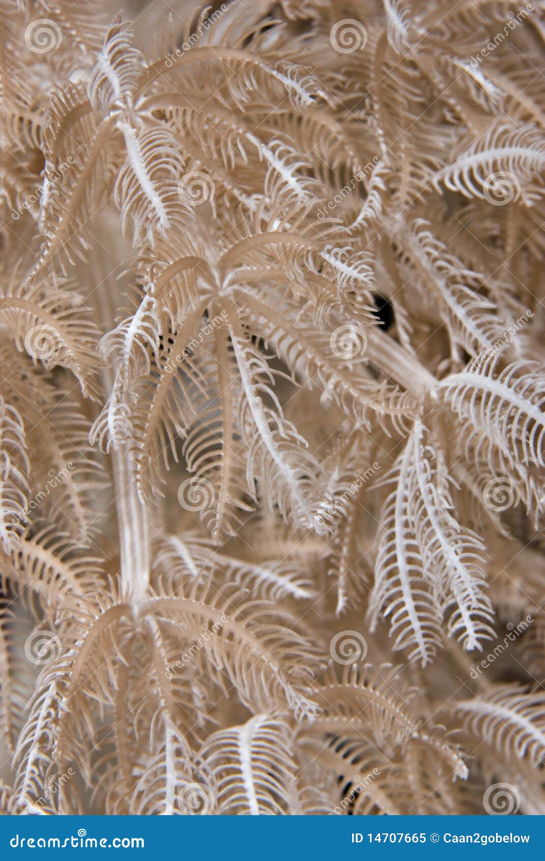 feathery xenid (anthelia glauca), detail.