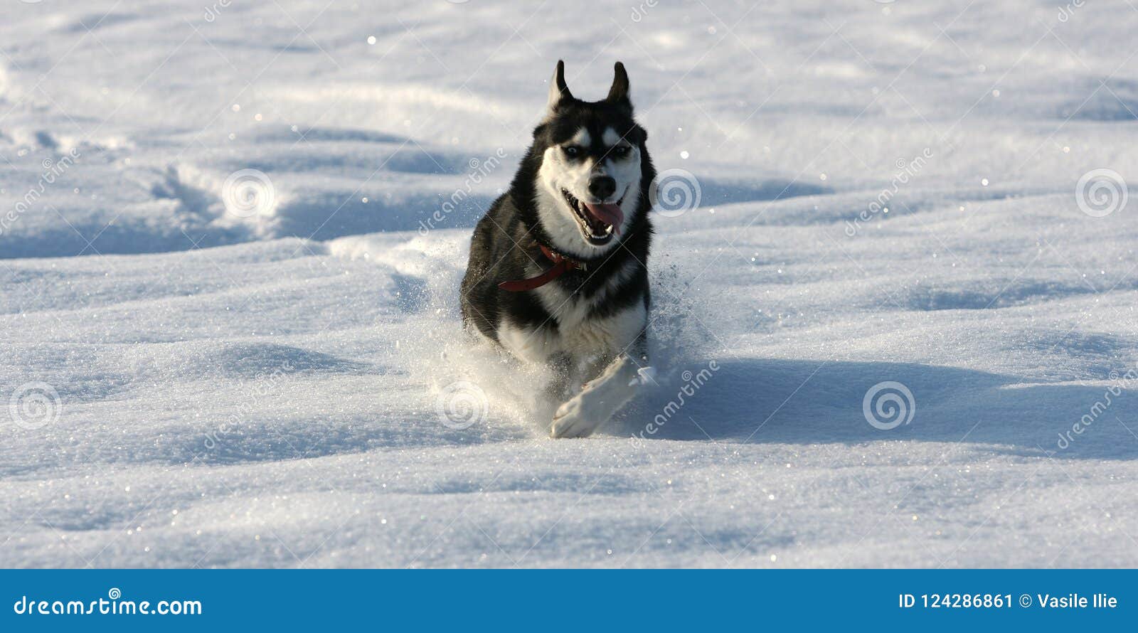 siberian husky running fast over the snow