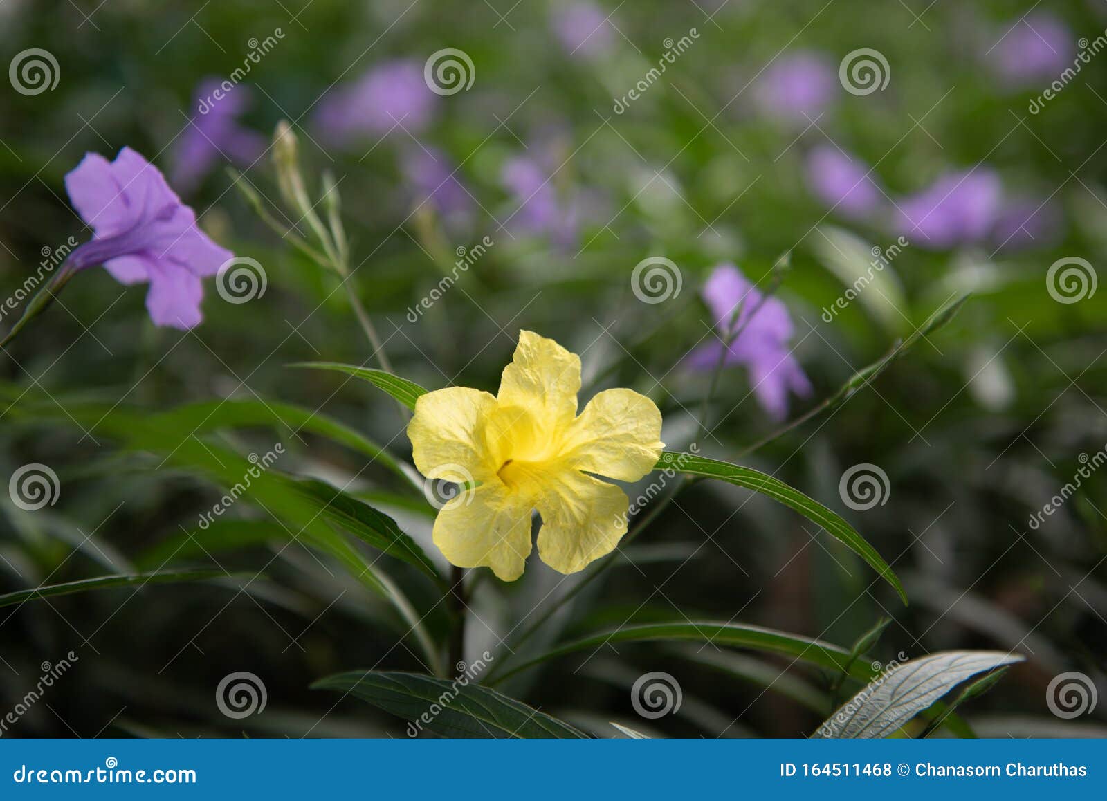 Fechado a Ruellias Tuberosa Linda Flor Amarela No Jardim, Petunia Selvagem De Britton/Bluebell Mexicano/Petunia Mexicana Foto de Stock - Imagem de tropical, violeta: 164511468 Fechado a Ruellias Tuberosa Linda Flor Amarela No Jardim, Petunia Selvagem De Britton/Bluebell Mexicano/Petunia Mexicana Foto de Stock - Imagem de tropical, violeta: 164511468