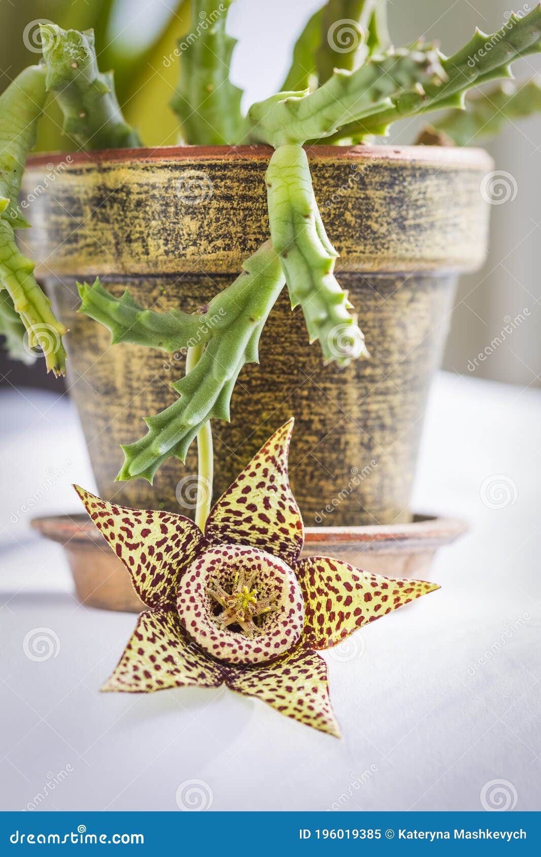 Fechamento Da Flor Da Planta Suculenta Orbea Variegata Ou Stapiolia  Variegata No Vaso Floral Em Casa. Conhecida Como Flor Estrela Imagem de  Stock - Imagem de leopardo, beleza: 196019385