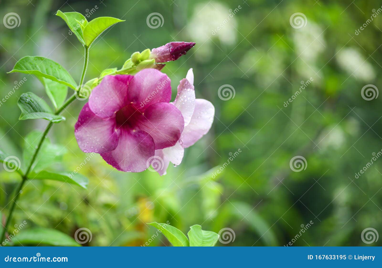 Fechamento Das Flores Alamanda Roxas No Jardim Imagem de Stock - Imagem de  verde, gotas: 167633195