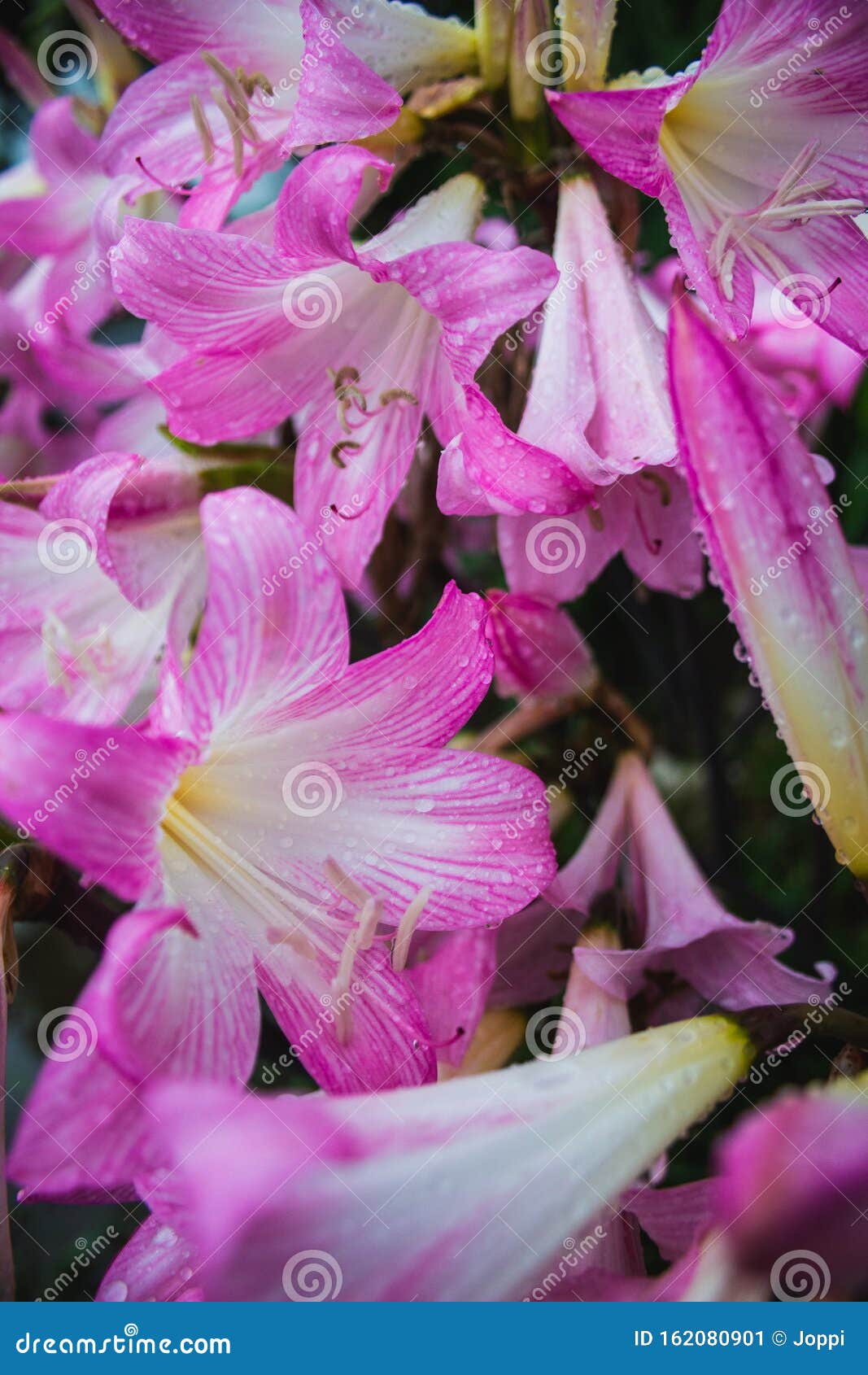 Fechamento Das Flores Rosadas De Amarillis Belladonna Na Ilha De São Miguel,  Açores, Portugal Imagem de Stock - Imagem de miguel, beladona: 162080901