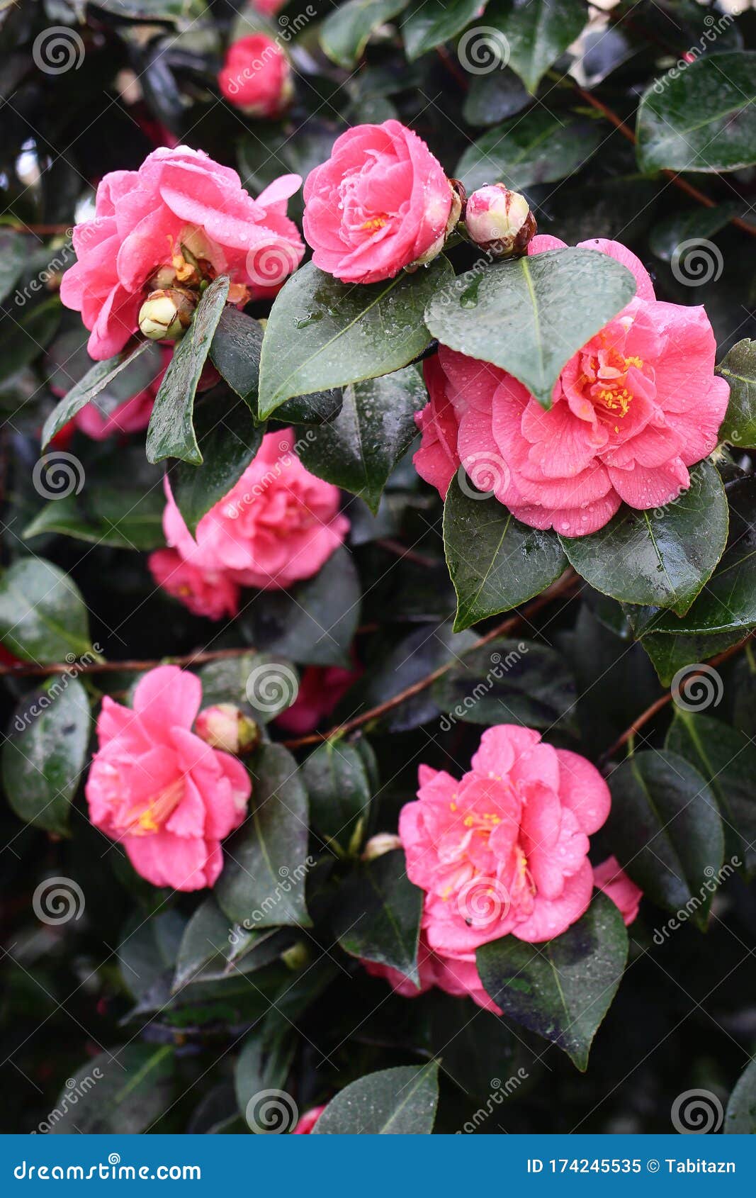 Fechamento De Lindas Flores Cor-de-rosa E Botões Da Camellia Japonica  Cultivar De Flor Dupla. Folhas Verdes Escuras Com Imagem de Stock - Imagem  de jardim, folhas: 174245535