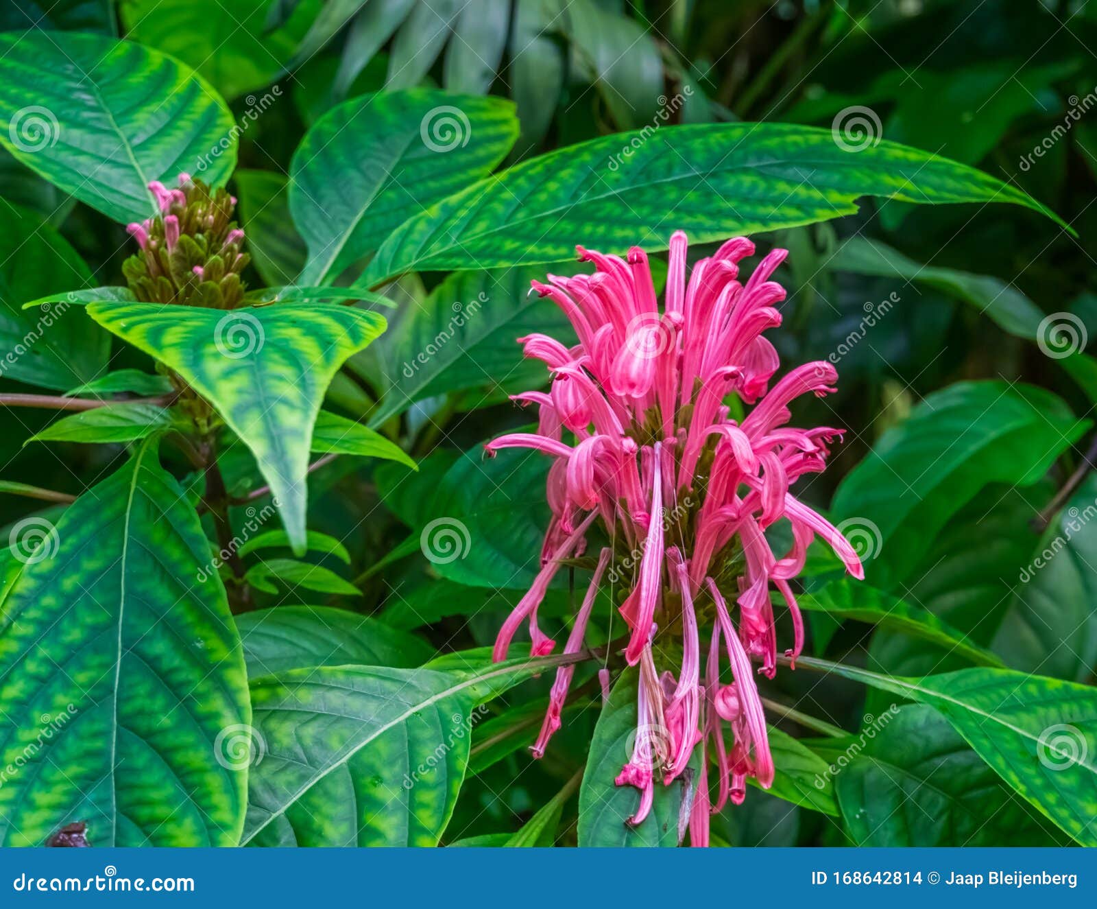 Fechamento De Uma Flor De Pluma Brasileira, Espécie De Planta Tropical  Colorida Da Floresta Atlântica Da América Foto de Stock - Imagem de tropical,  plantas: 168642814