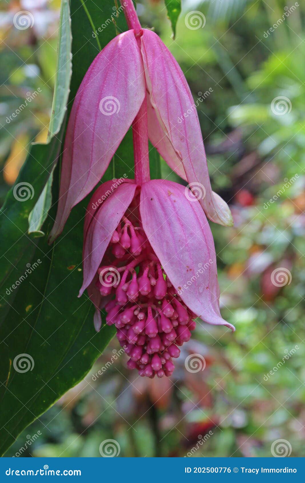 Fechamento De Uma Medinilha-orquídea-filipina Em Floração Magnifica Foto de  Stock - Imagem de nave, verde: 202500776