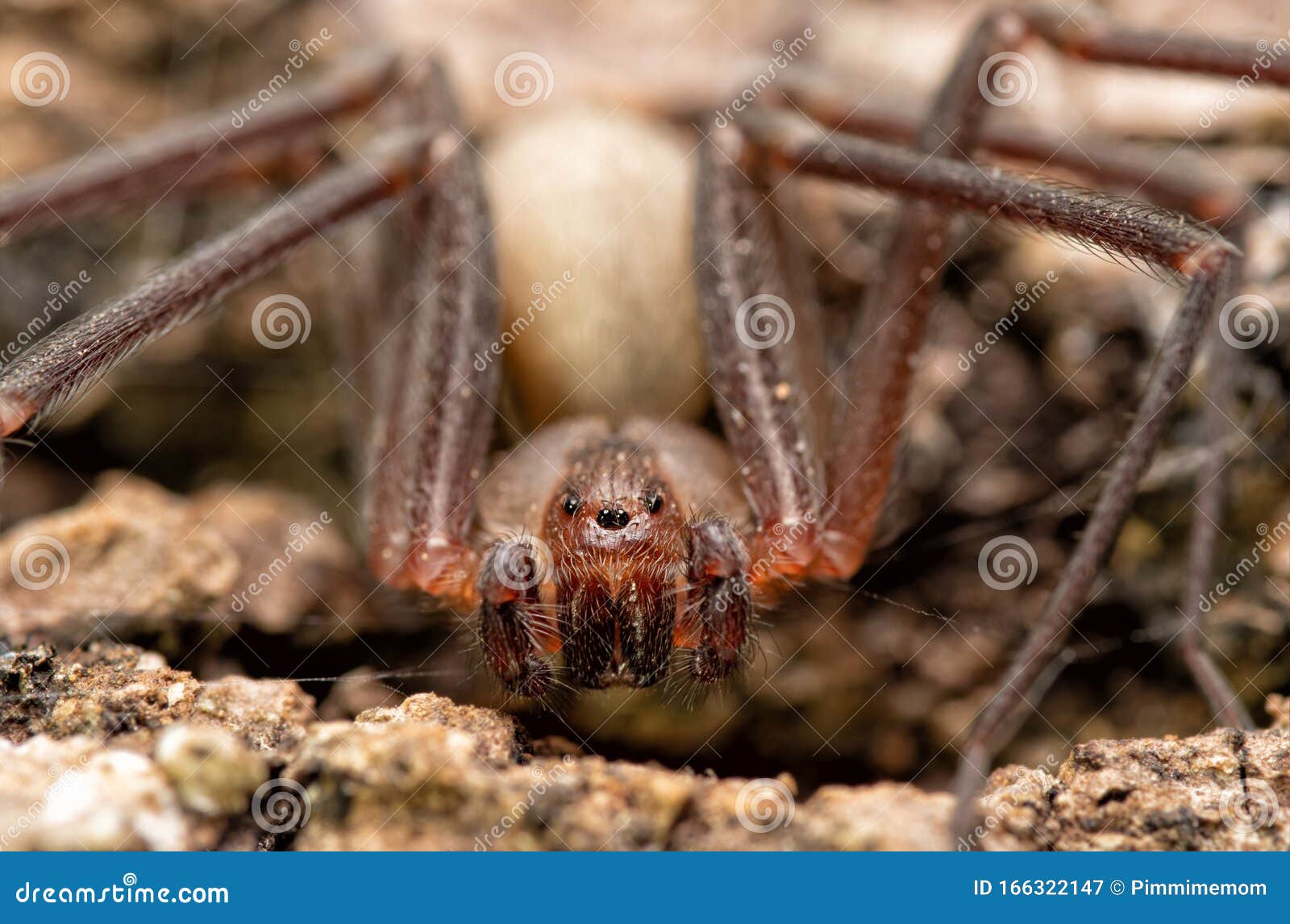 Close-up Frontal De Uma Aranha-marrom-reclusa Imagem de Stock - Imagem de  olhos, inseto: 166322147, image size:1600x1146
