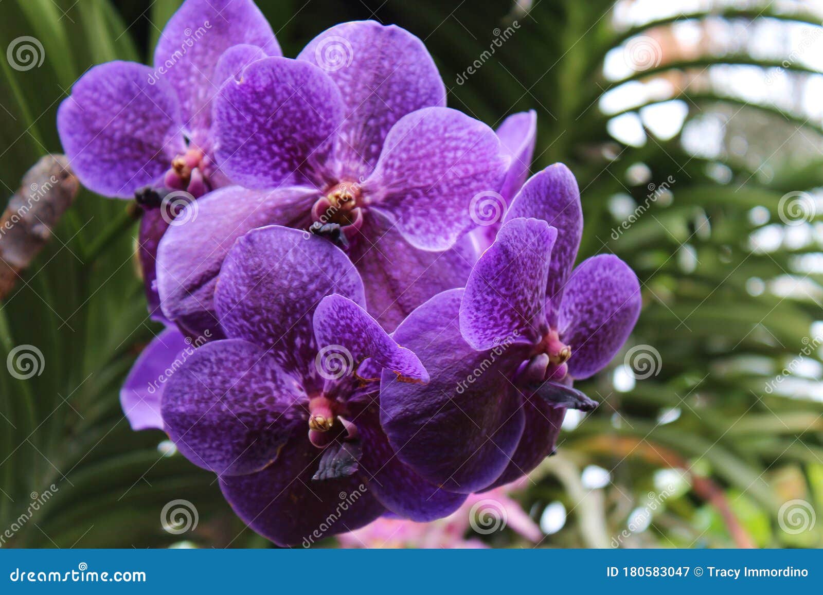 Fechar As Flores De Orquídea Vanda Kulwadee, De Cor Roxa Imagem de Stock -  Imagem de flor, florescer: 180583047