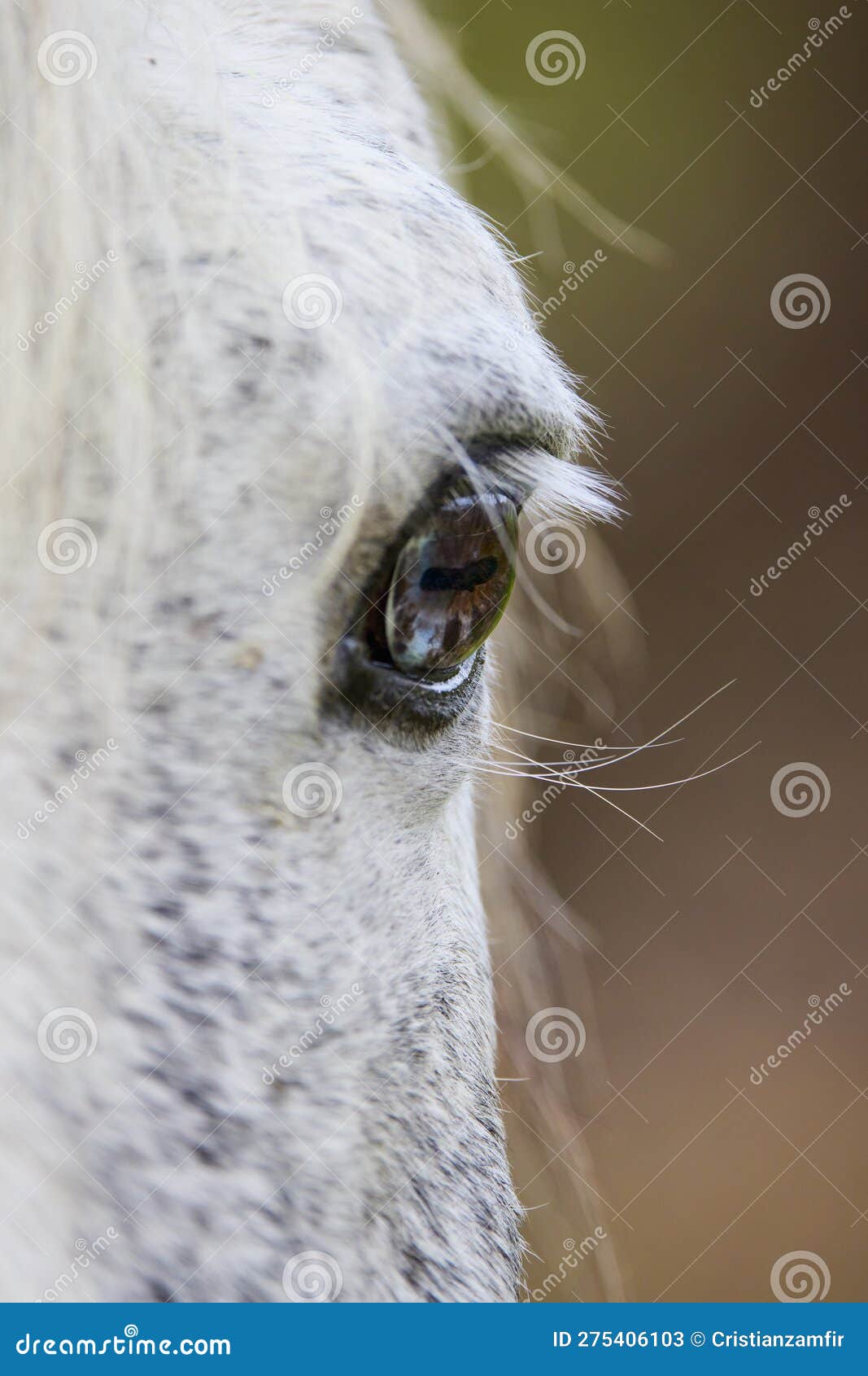 Cavalo Branco Na Frente De Você Que Olha a Você Foto de Stock - Imagem de  você, homem: 75585610