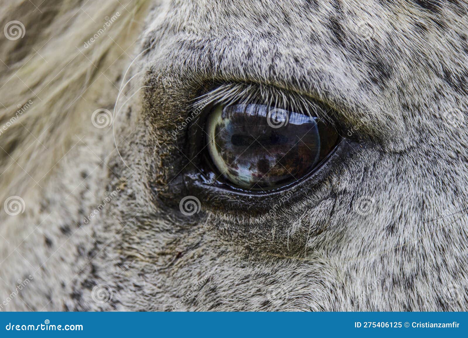 Cavalo Branco Na Frente De Você Que Olha a Você Foto de Stock - Imagem de  você, homem: 75585610