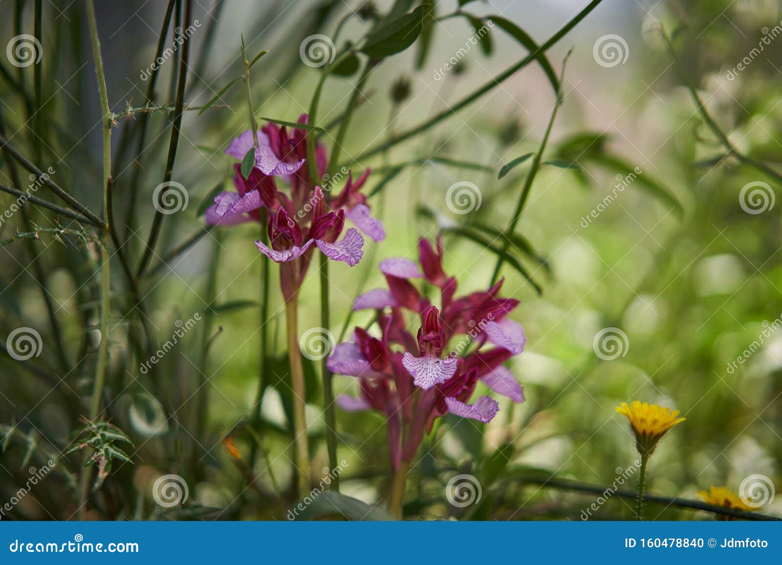 Fechar Imagem De Bela Orquídea Selvagem Com Flor Roxa Tirada Em Mato Foto de  Stock - Imagem de parque, arbusto: 160478840