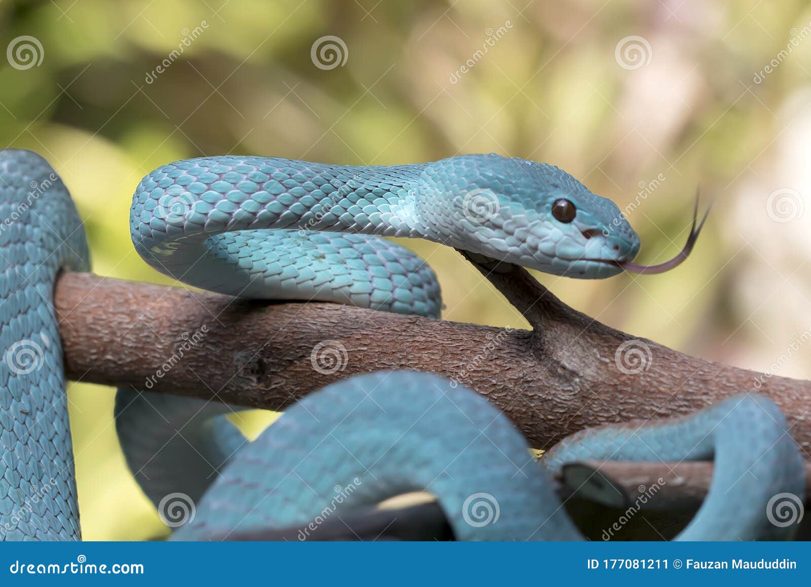 Serpente Azul-insularis Víbora Venenosa Imagem de Stock - Imagem