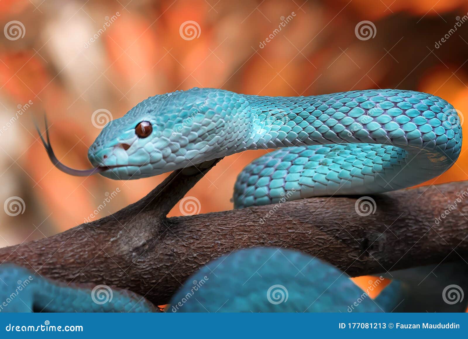 Foto de Cobra Azul Insularis e mais fotos de stock de Cobra