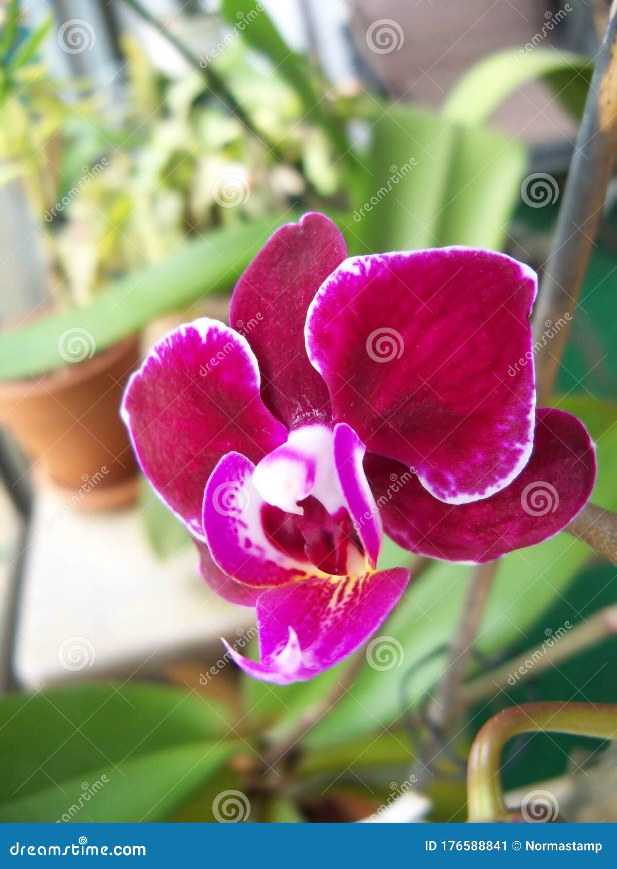 Fechar Uma Mini Orquídea Roxa Imagem de Stock - Imagem de roxo, nave:  176588841