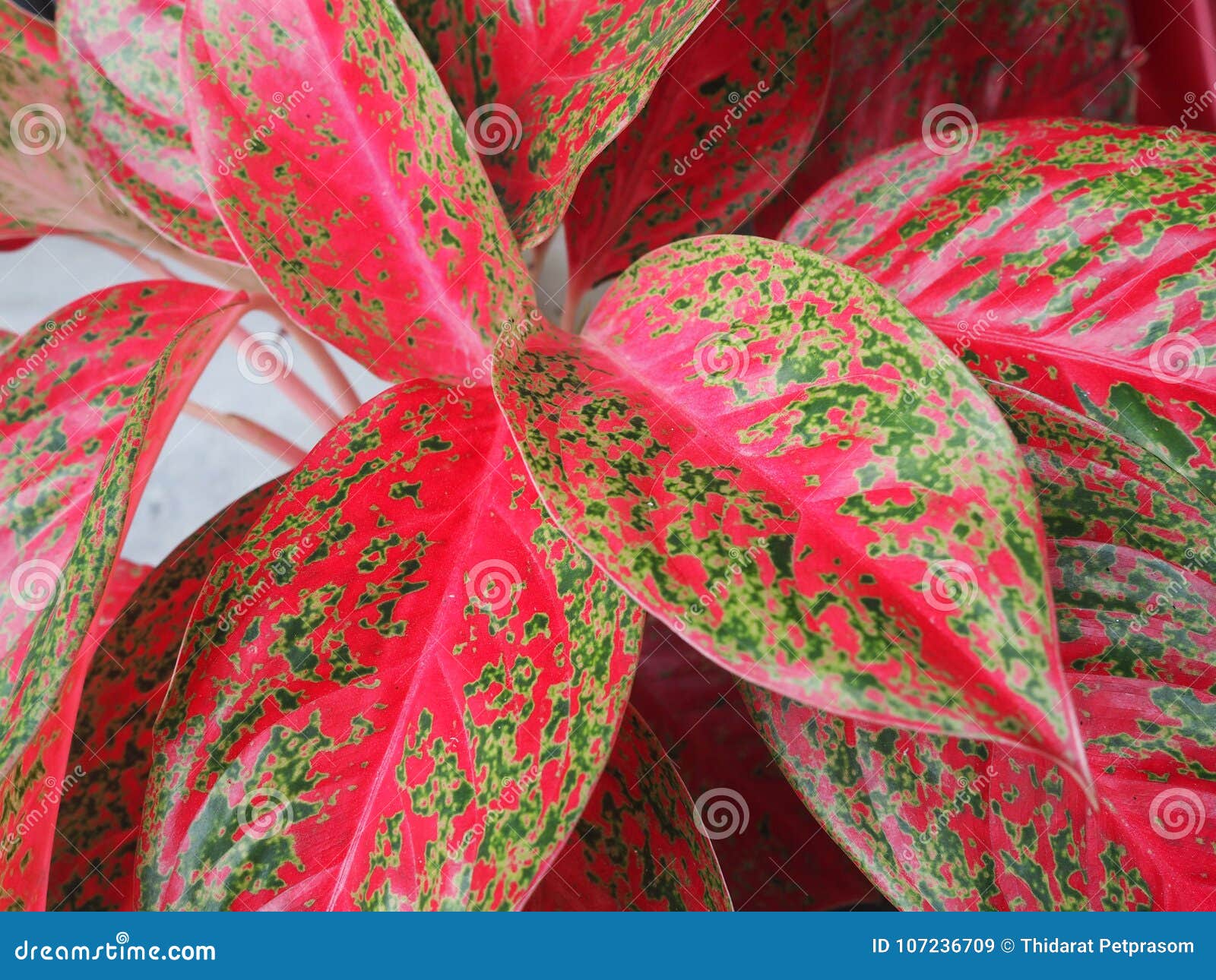 Feche Acima Da Textura Vermelha Verde Da Planta Da Folha Do Caladium Da  Folha Na Natureza Para O Fundo Imagem de Stock - Imagem de jardim, folhagem:  107236709