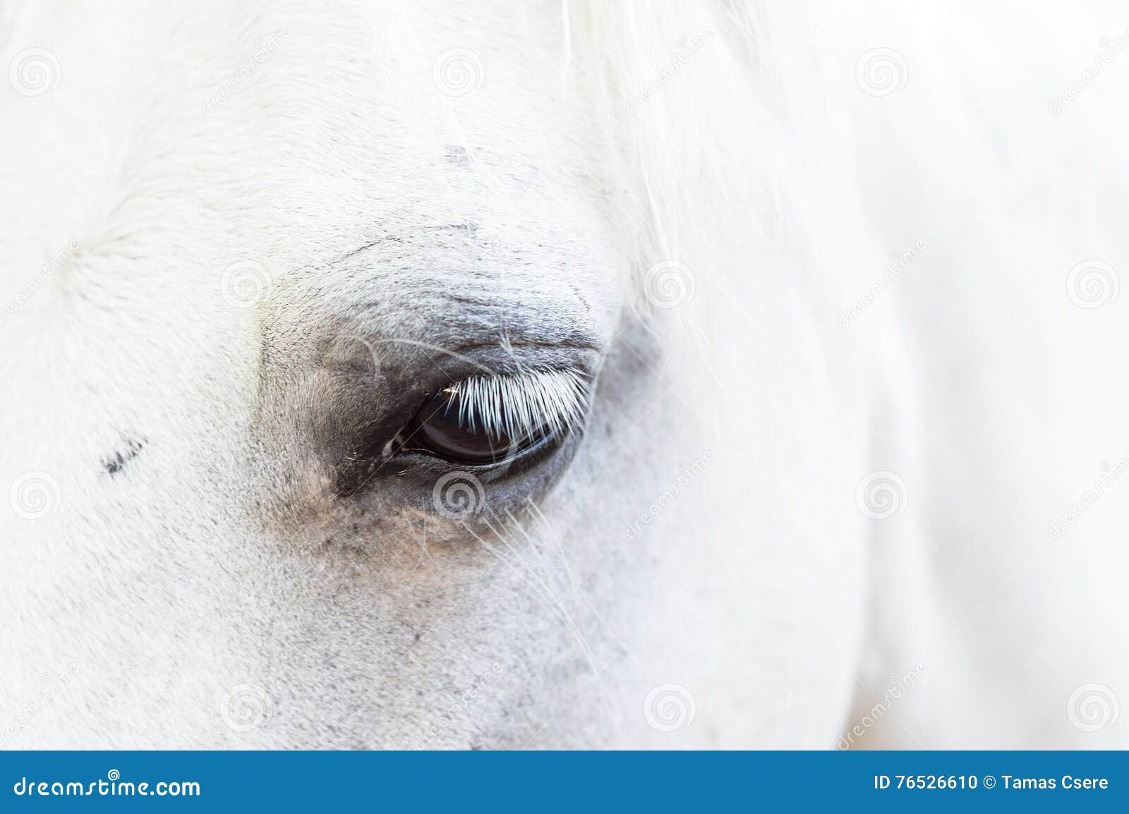 Cavalo Branco Na Frente De Você Que Olha a Você Foto de Stock - Imagem de  você, homem: 75585610