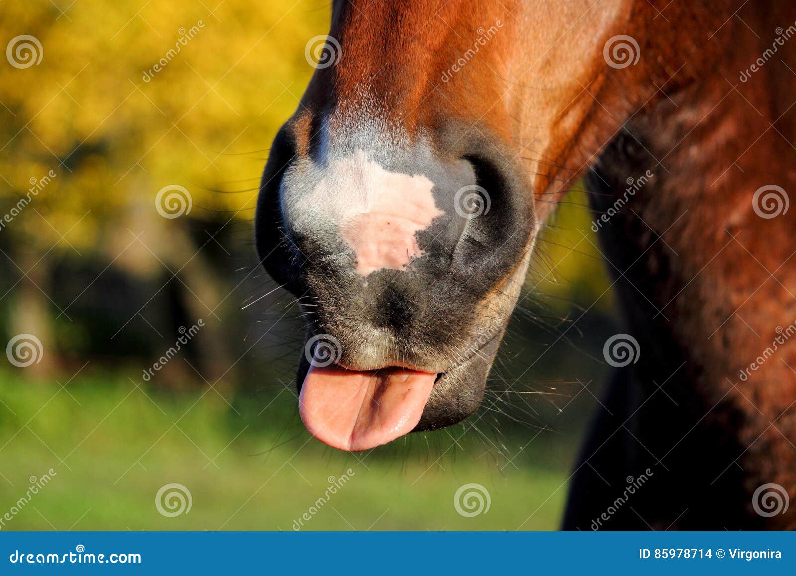 Cavalo Novo Com Boca Aberta Imagem de Stock - Imagem de sorriso, selvagem:  31668367