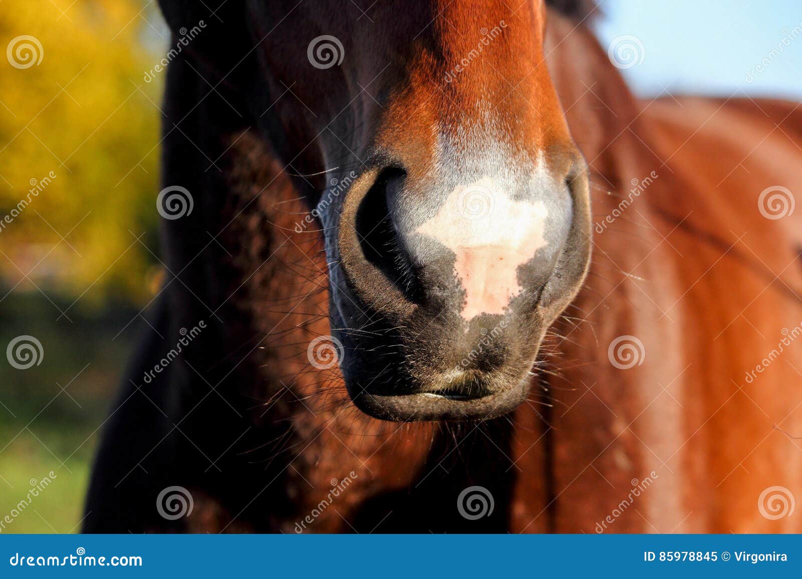 Fundo Narizes Nariz De Cavalo Sorrindo Luz Foto E Imagem Para