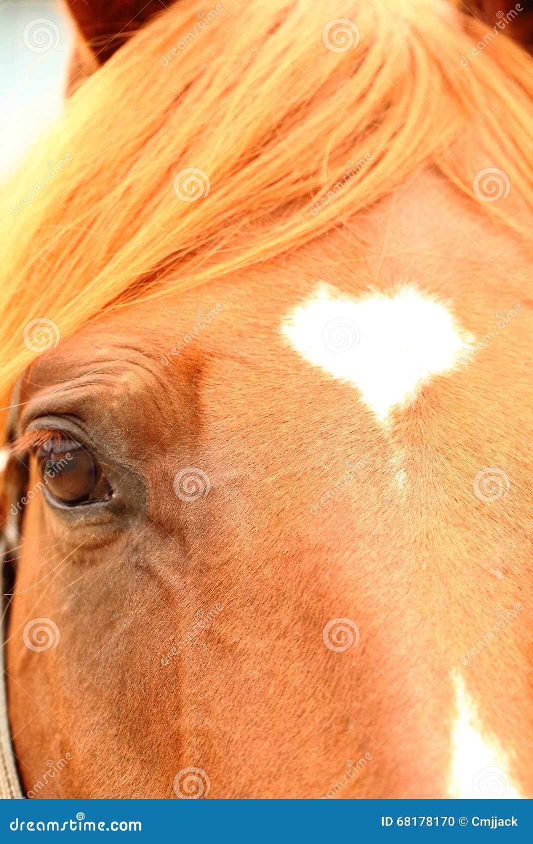 Marcações faciais de cavalos - Cavalus