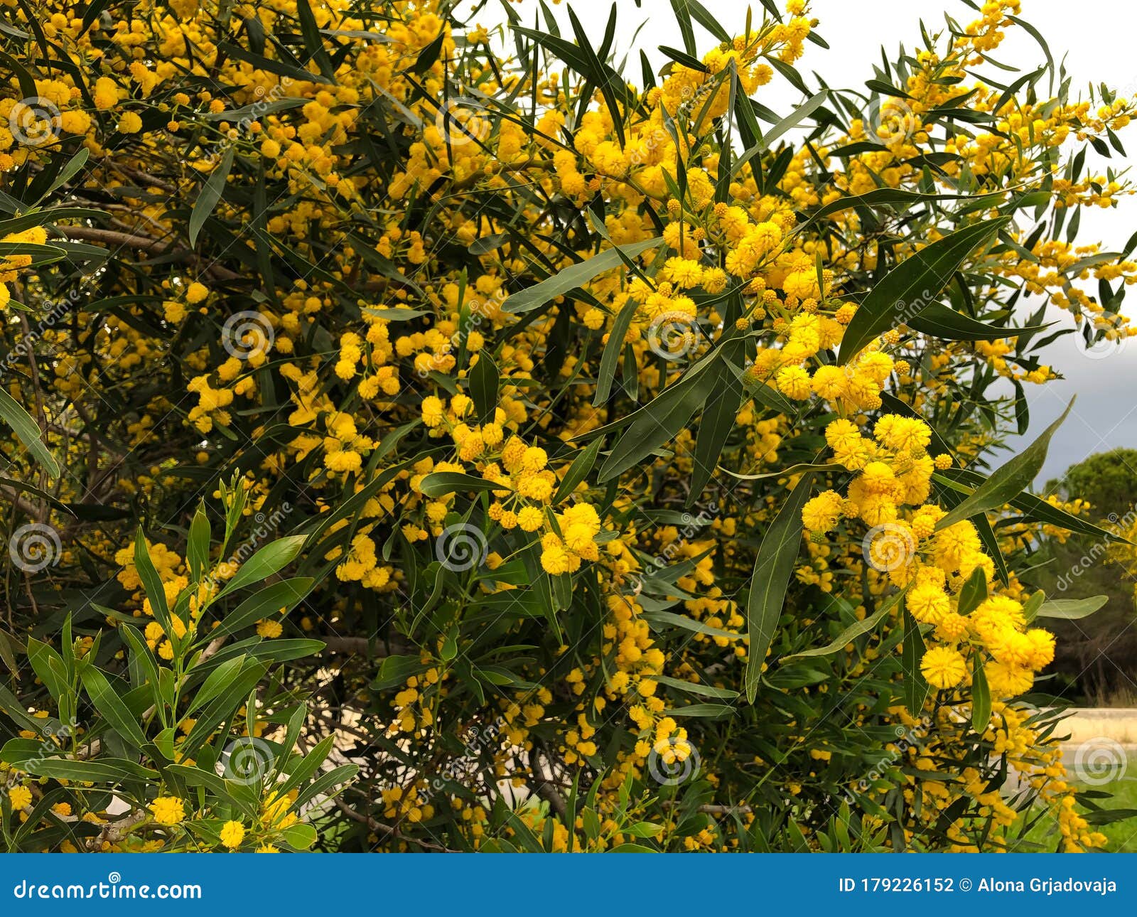 Feche As Flores Da Primavera Da Mimosa Amarela Floral Acacia Dealbata Foto  de Stock - Imagem de planta, internacional: 179226152