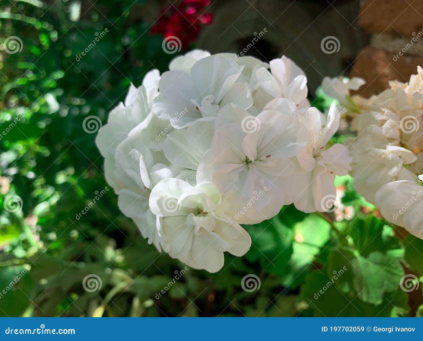 Feche a Flor Flor De Gerânio Branco Imagem de Stock - Imagem de flor,  bonito: 197702059