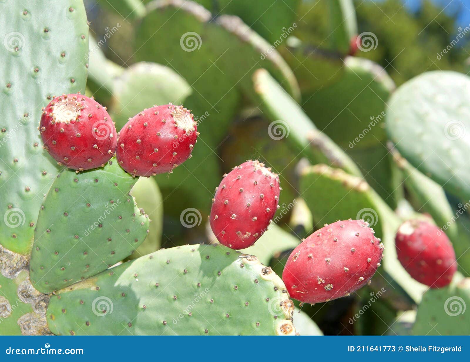 Feche O Cacto De Pera Picante Depois Que a Flor Caiu Imagem de Stock -  Imagem de nave, planta: 211641773