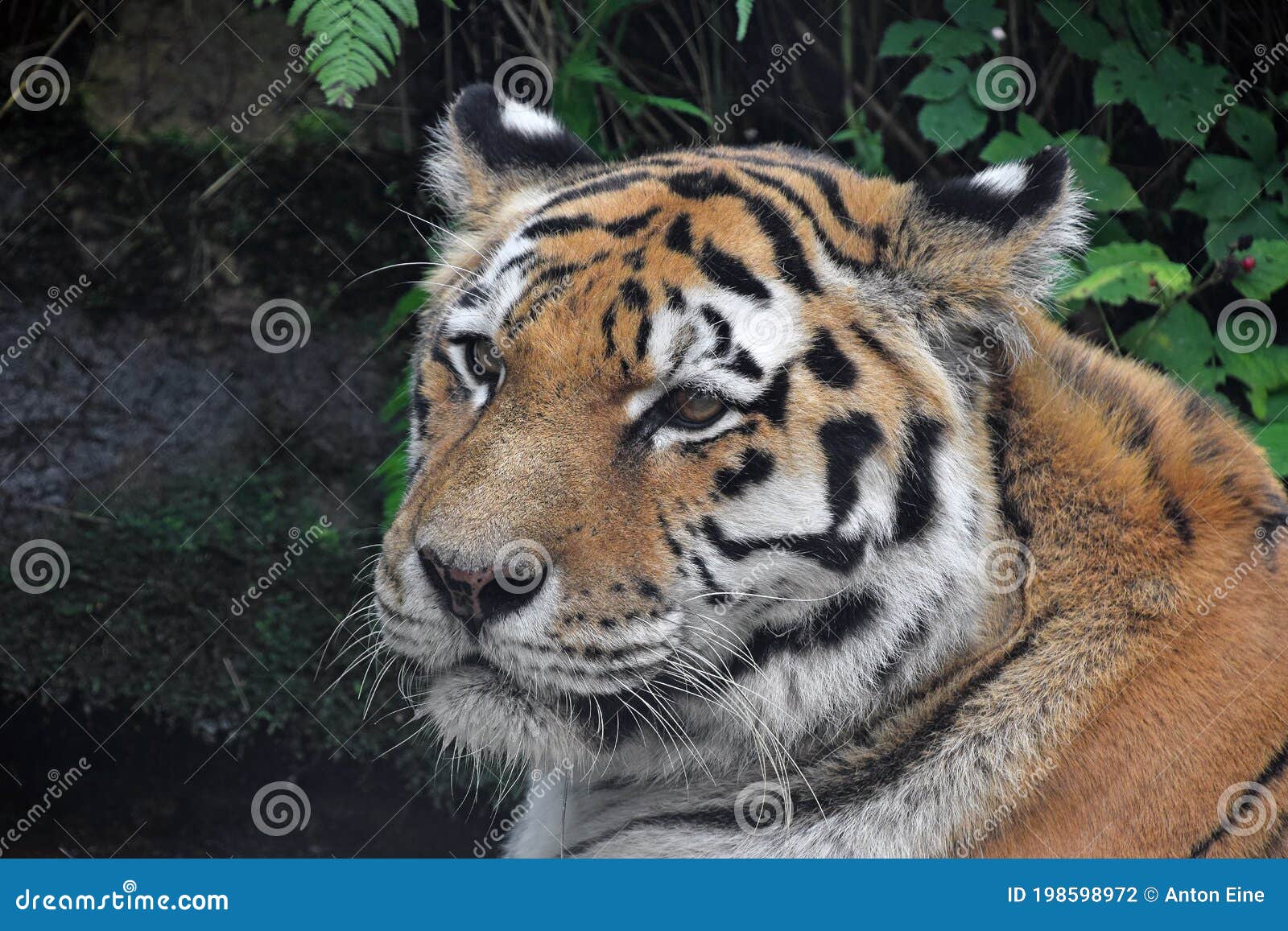 Tigre olhando para a câmera no fundo azul
