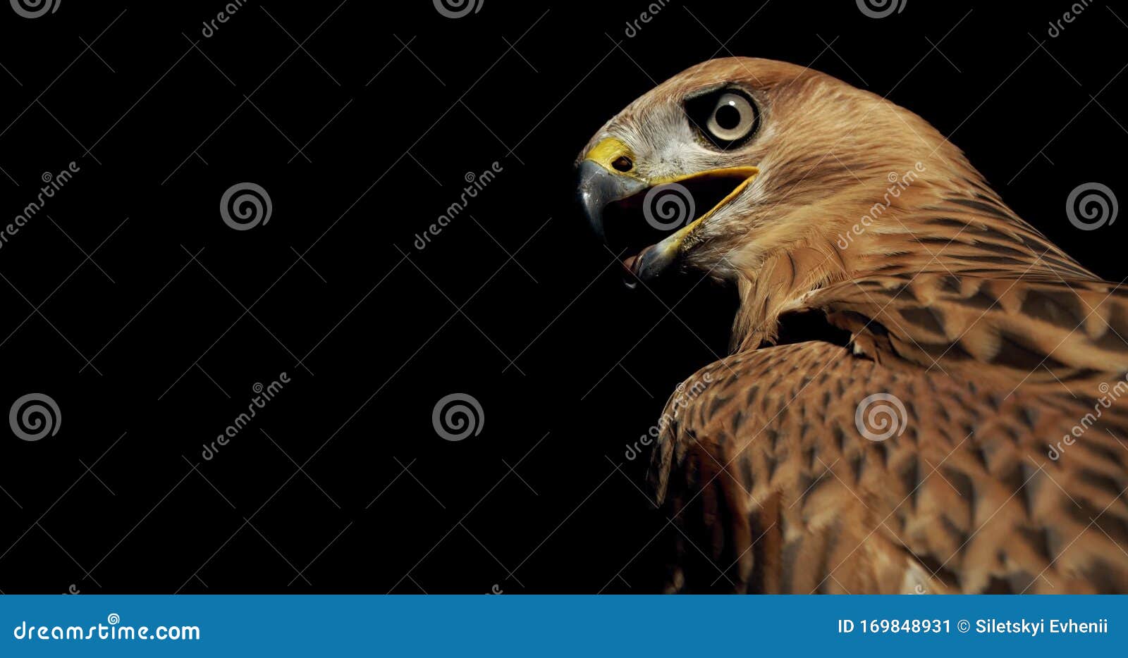 OLHOS DE GAVIÃO OU DE FALCÃO? 