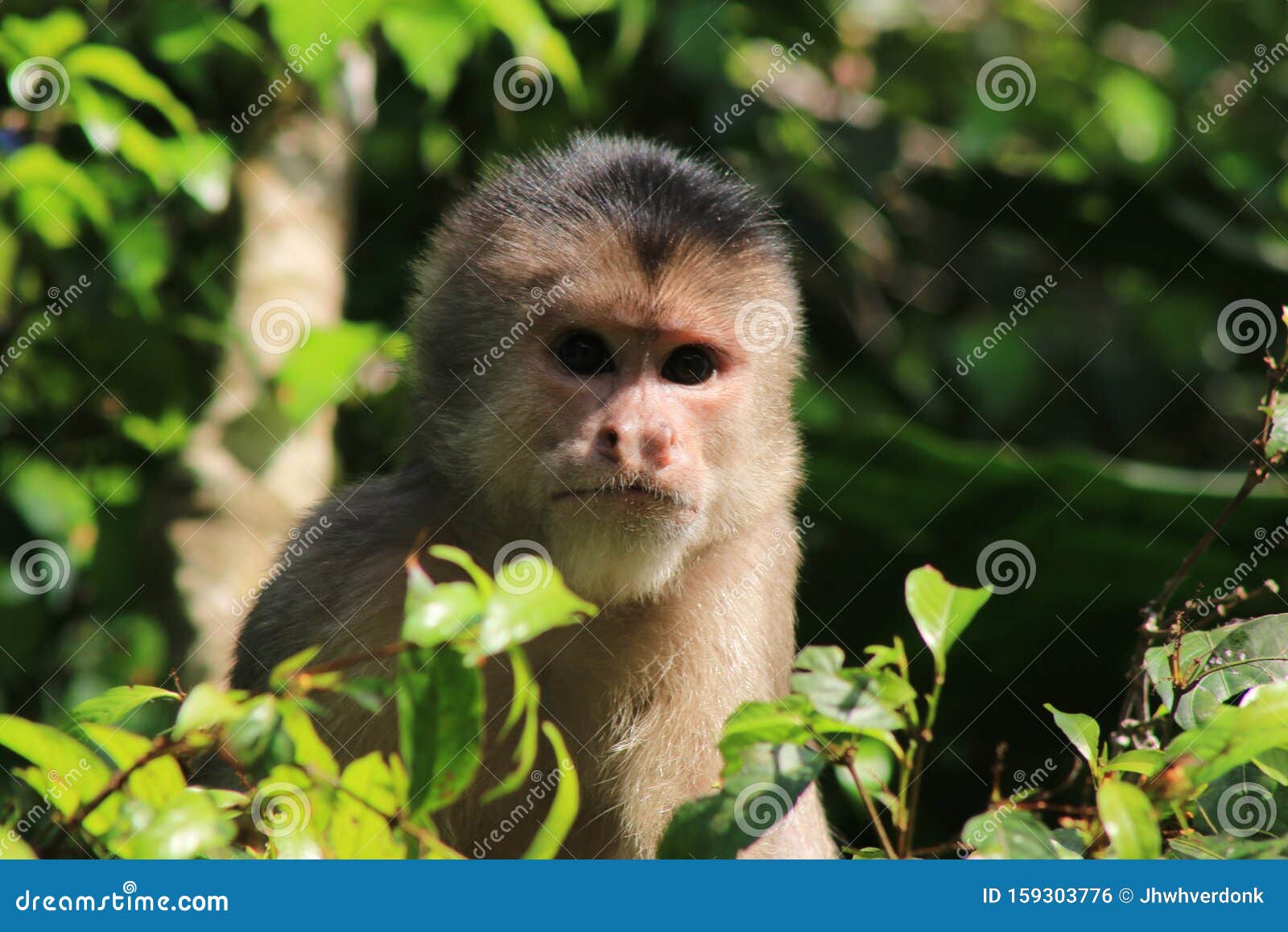 Fundo Macaco Está Olhando Diretamente Para A Câmera Fundo, Mostre