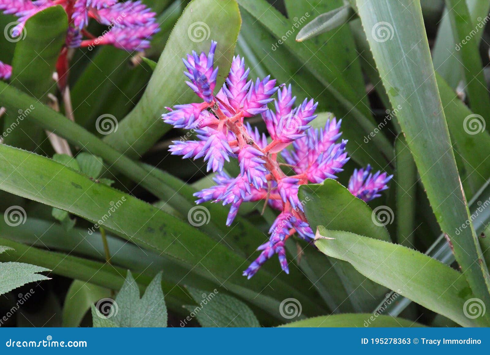 Fecho De Uma Flor De Bromélia Tango Azul Imagem de Stock - Imagem de  folhagem, exterior: 195278363