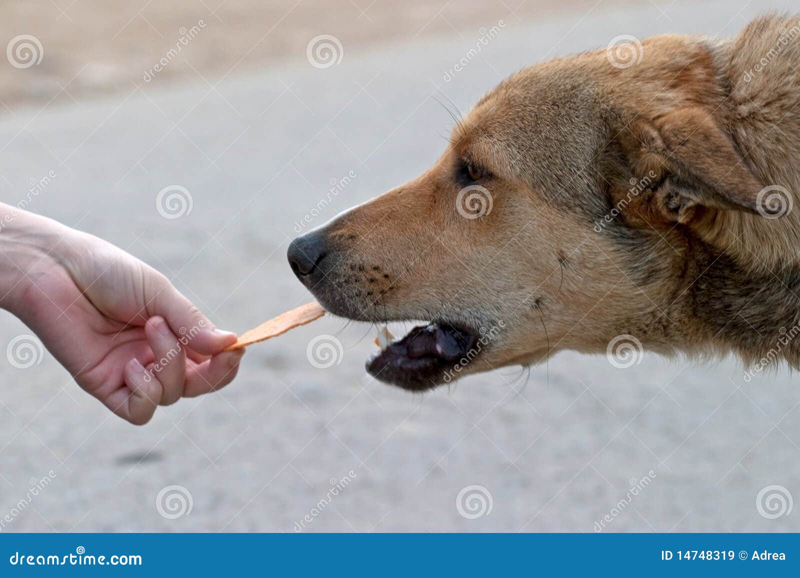Human hand feeding a dog stock image. Image of biscuit 14748319