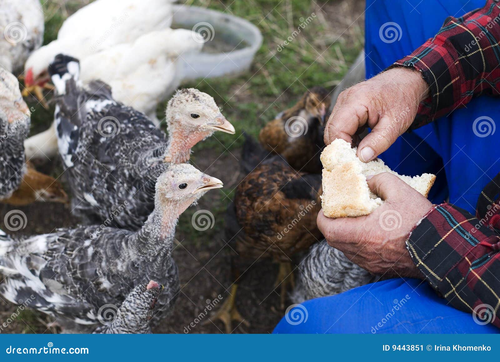 Feed birds on a farm stock image. Image of surface, people 9443851
