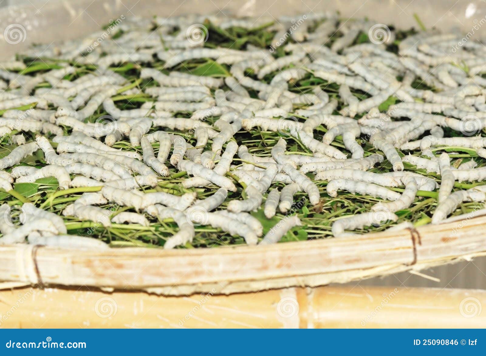Feed Silkworms Royalty Free Stock Image Image 25090846