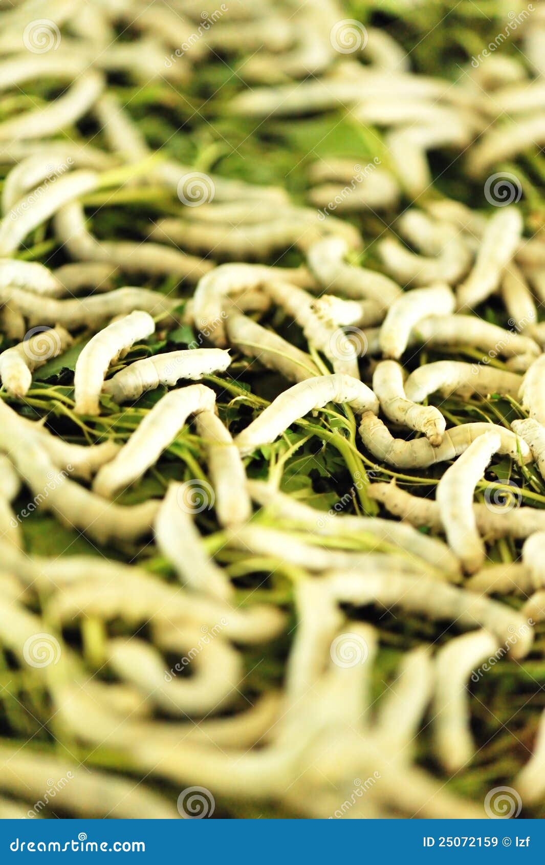 Feed silkworms eating stock image. Image of feed, spring 25072159