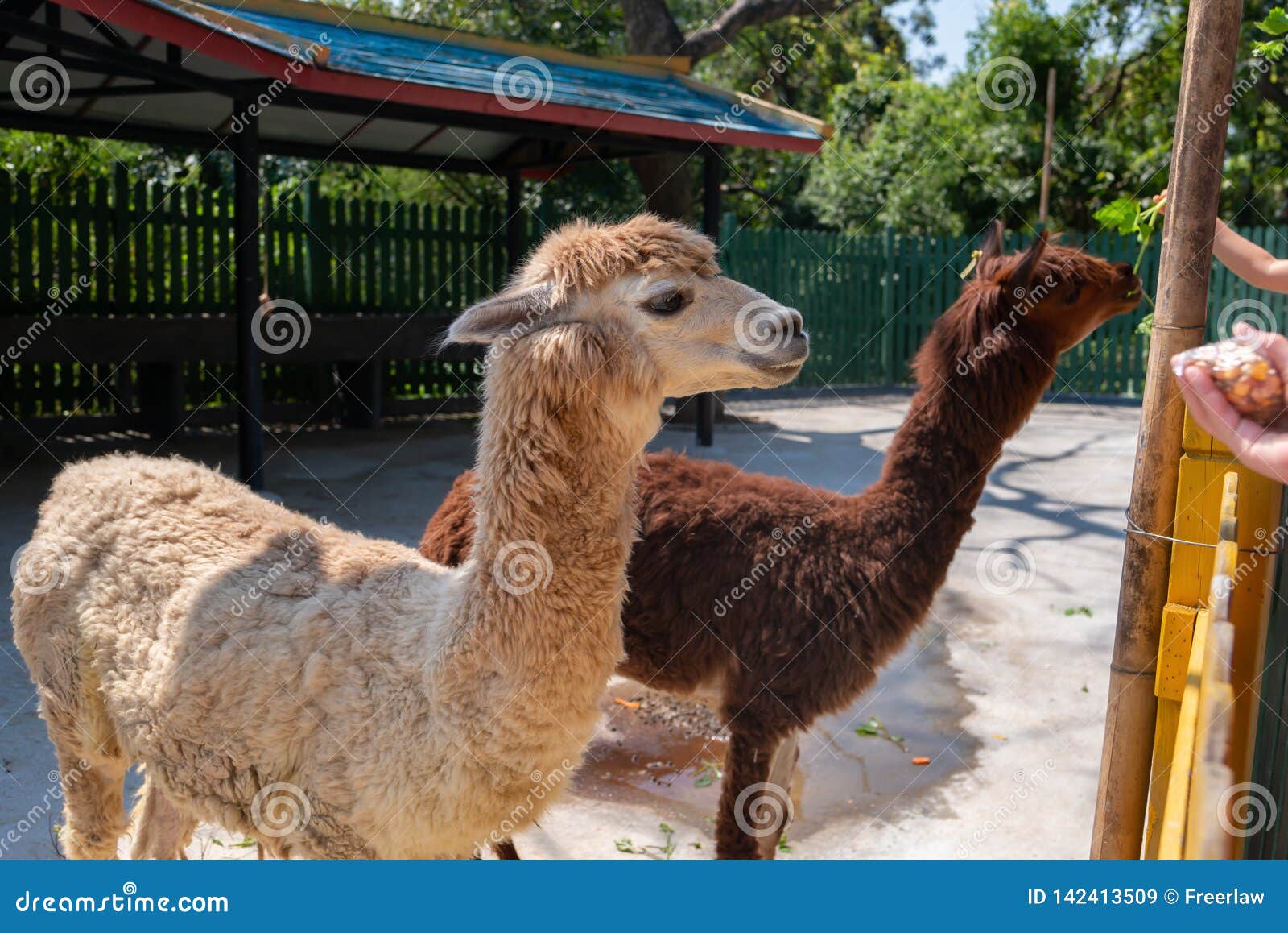 Feeding alpacas in zoo stock image. Image of nature 142413509