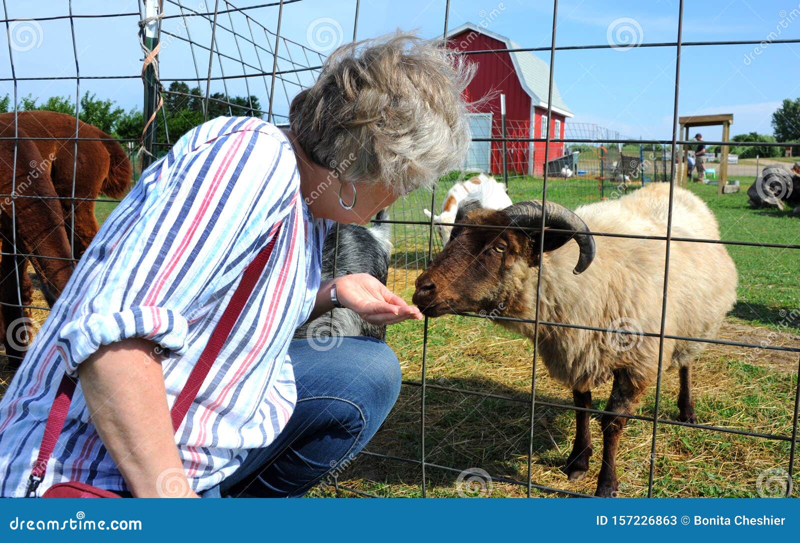 Feeding Animals at Farm in Michigan Stock Image - Image of hand, rural: 157226863 Feeding Animals at Farm in Michigan Stock Image - Image of hand, rural: 157226863