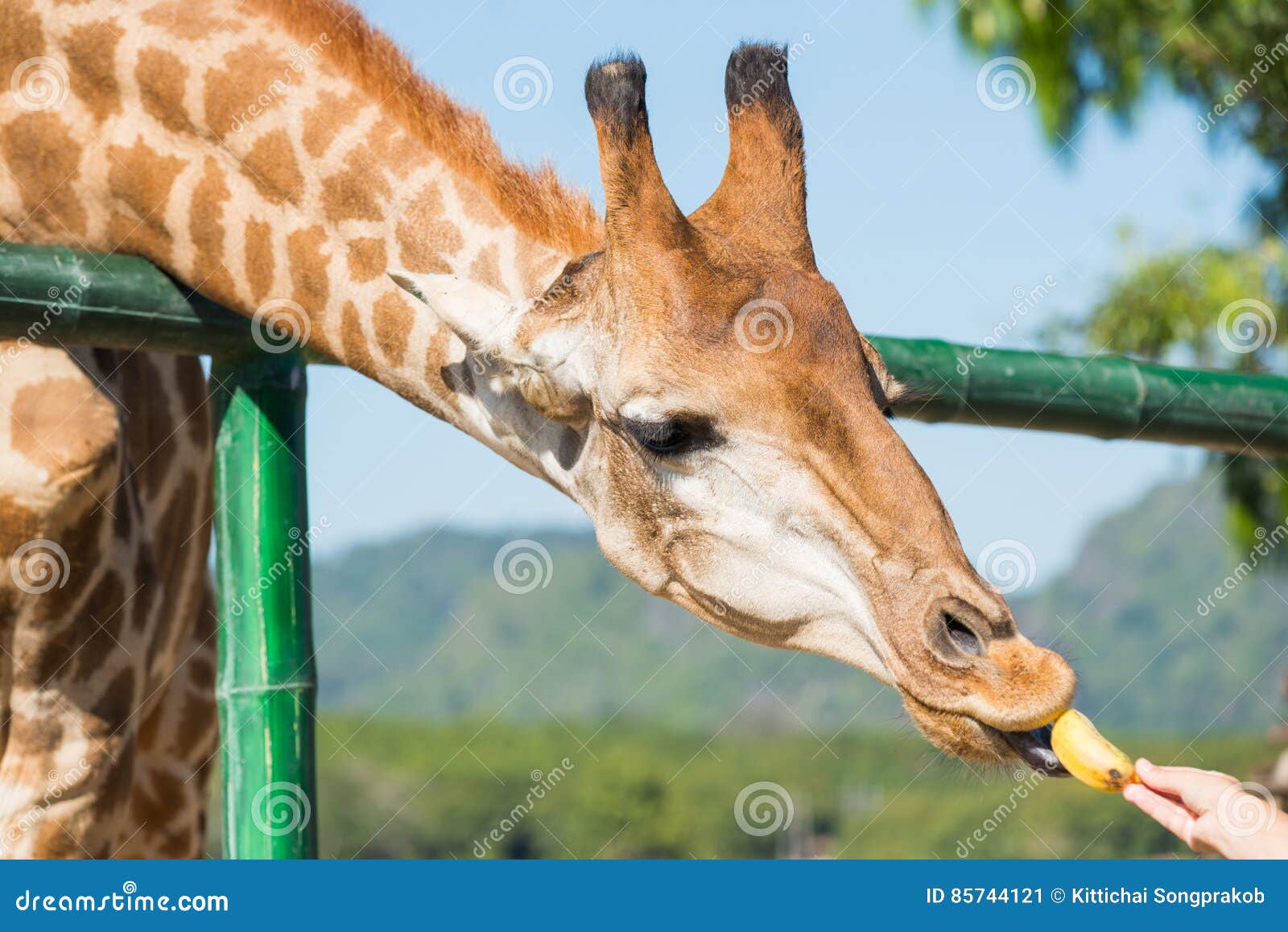 Giraffes Feeding Stock Photography | CartoonDealer.com #35187212