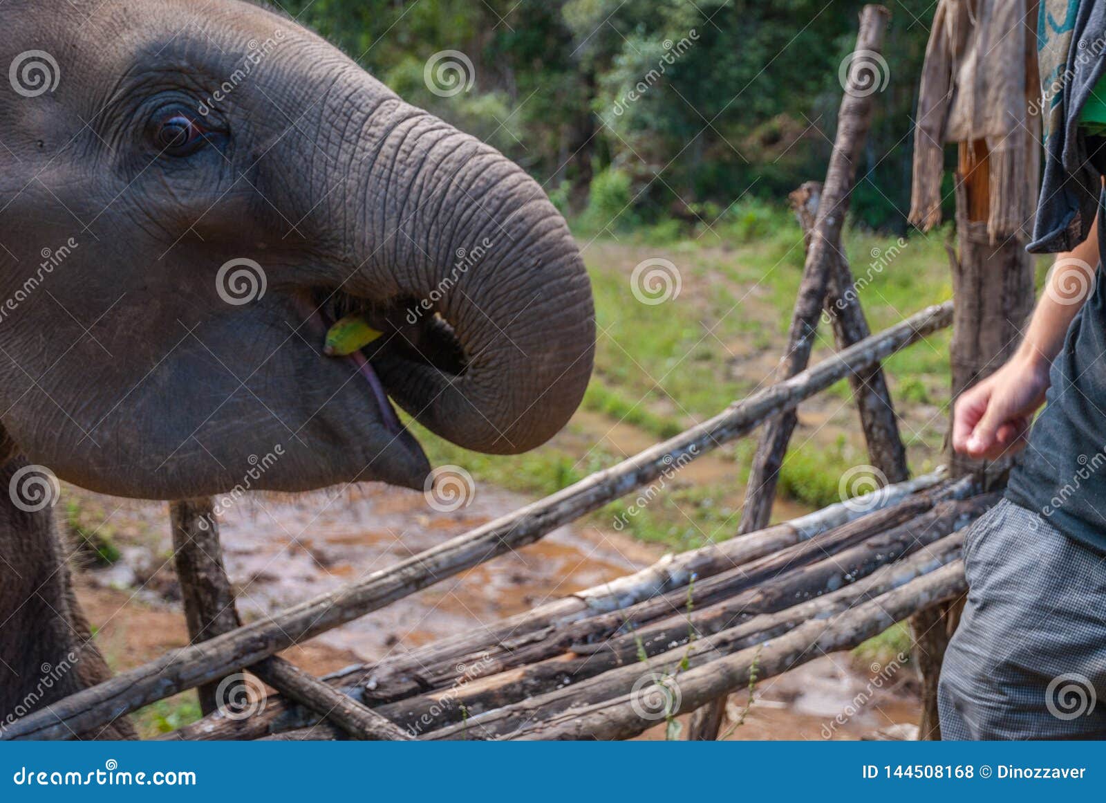 Feeding Baby Elephant with Bananas Stock Photo Image of forest