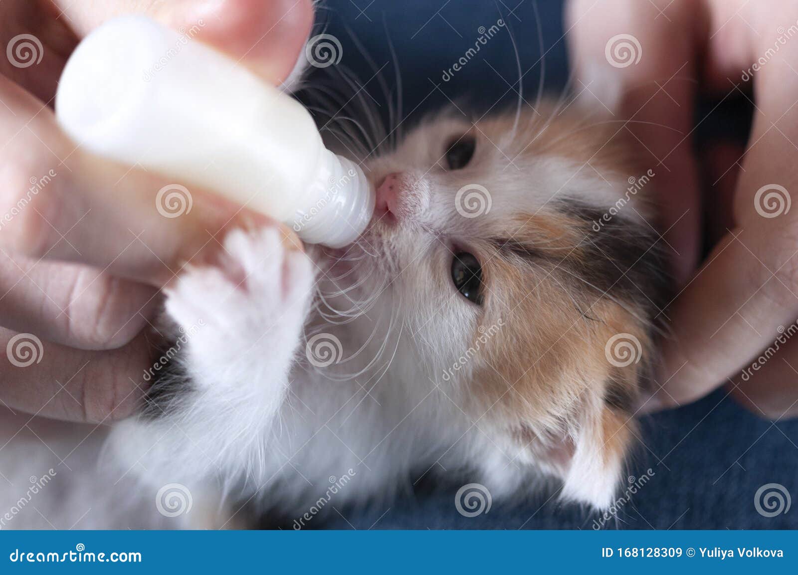feeding young kittens