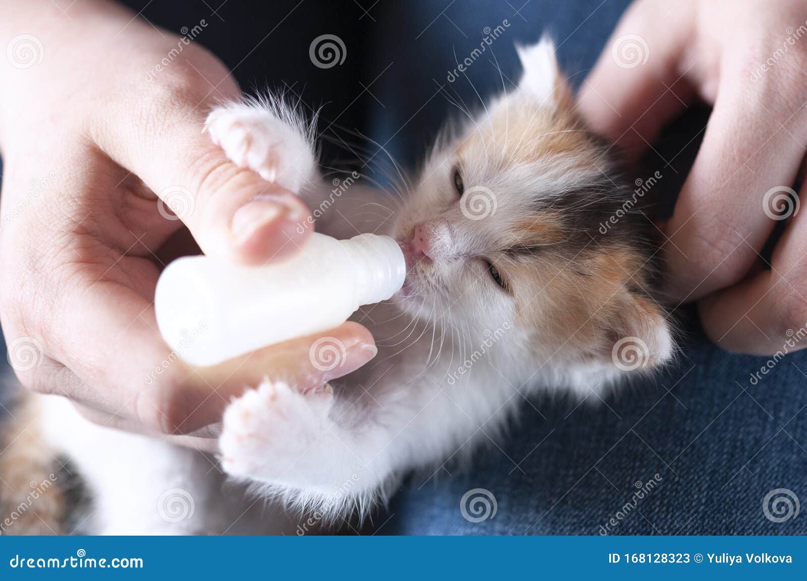 feeding young kittens