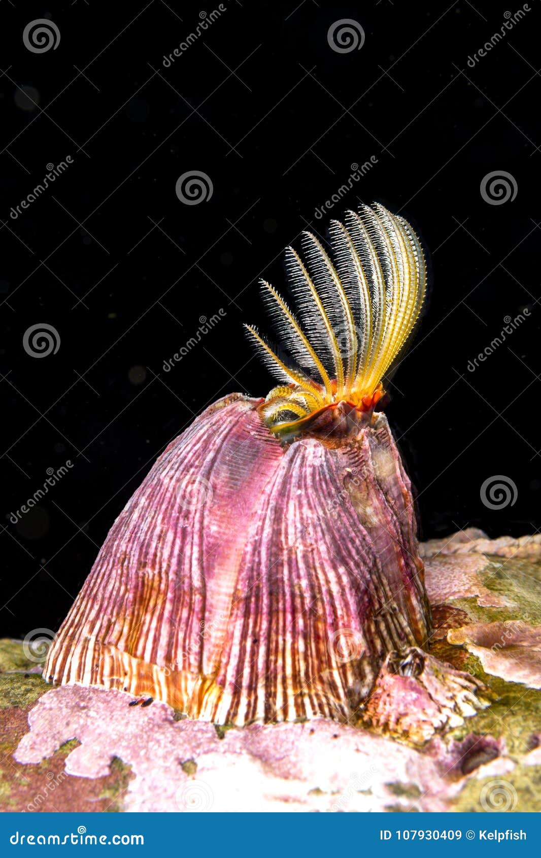 Feeding Barnacle in California Stock Image Biology Diagrams