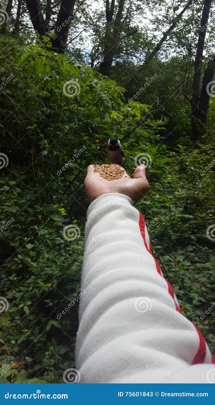 Feeding birds stock image. Image of chikiti, peanuts 75601843