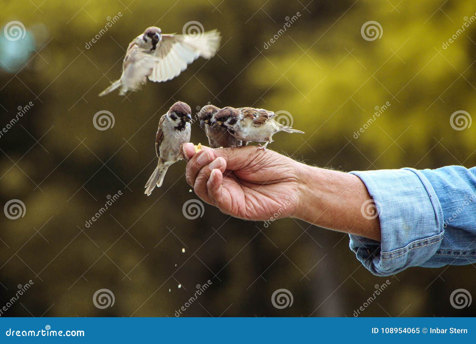 Feeding birds stock image. Image of japan, wild, hand - 108954065