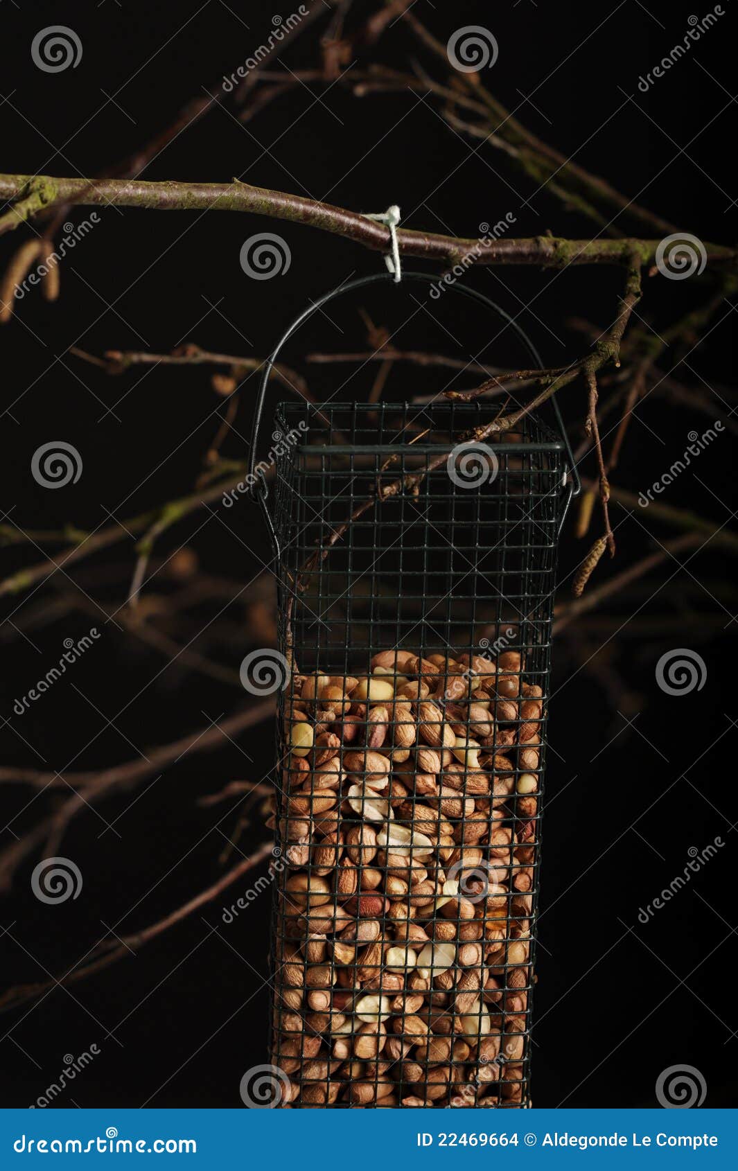 Feeding the Birds in Winter Stock Photo Image of tree, white 22469664