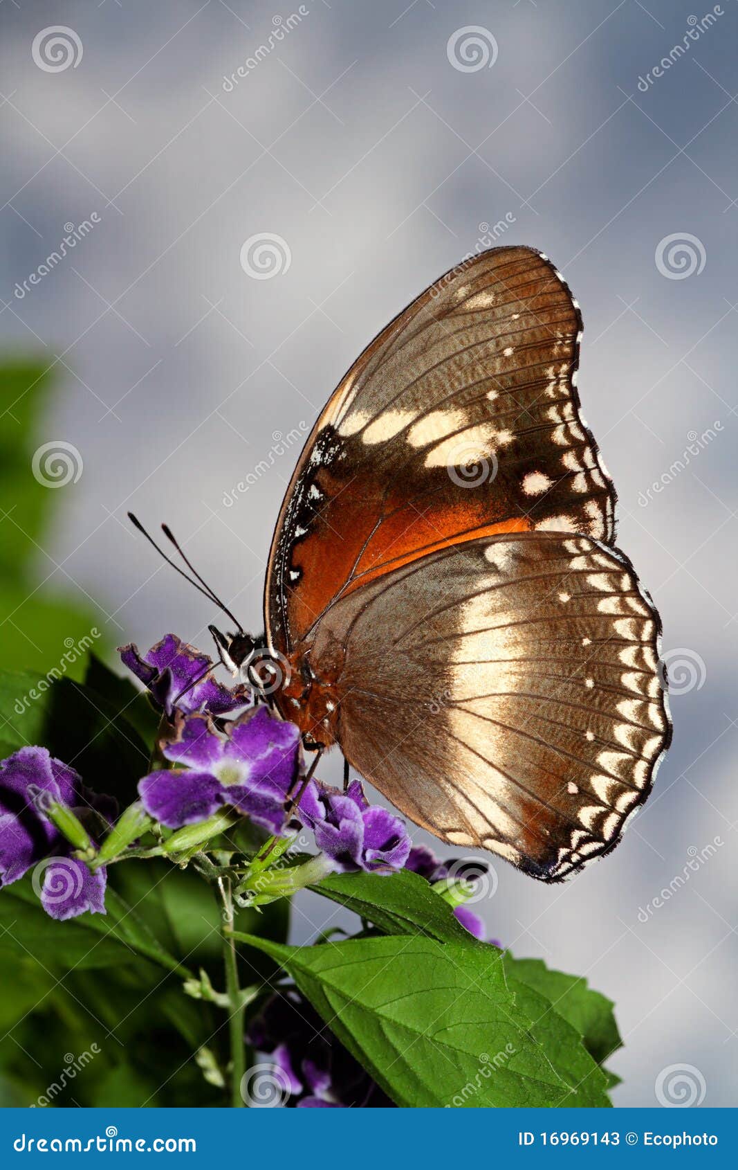 Feeding butterfly stock image. Image of creature, lepidoptera 16969143